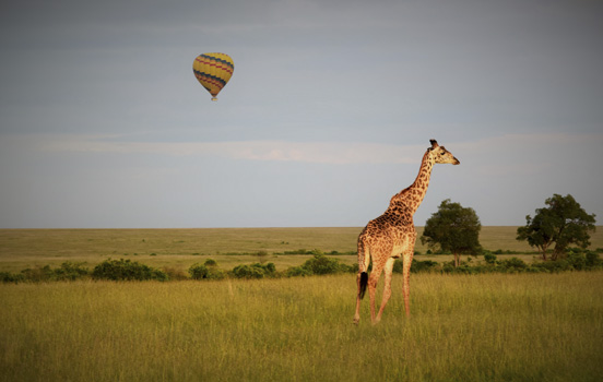 Giraffe with hot air balloon in sky in Kenya