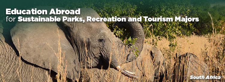 MSU photo of elephants in South Africa