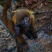Baby Woolly Monkey in the Ecuadorian Amazon