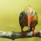 Stork-billed Kingfisher (Life Abroad)