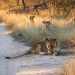 South Africa - Kruger National Park - Photo by Susanto.JPG