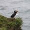 Cliff Diving Puffin (Life Abroad)
