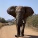 South Africa - Elephant - Photo by Bunte.jpg